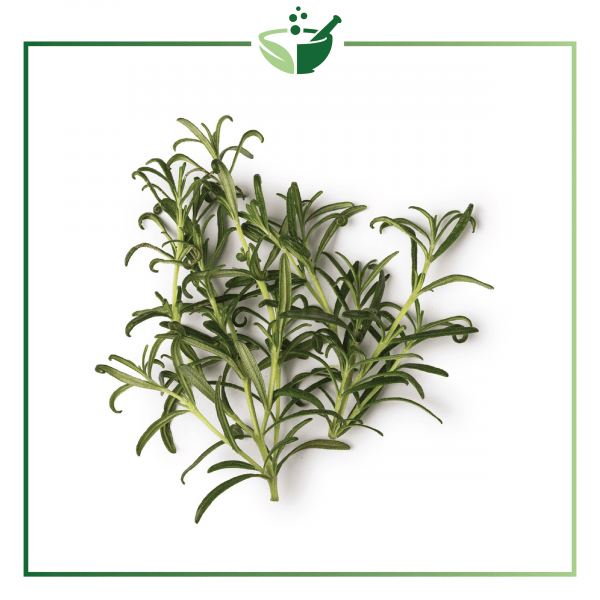 Rosemary Leaf Powder-016